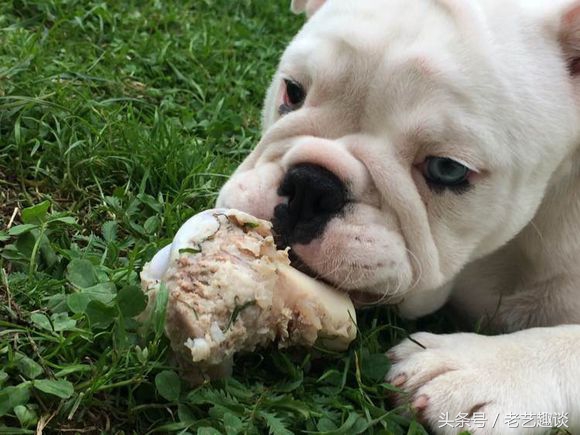 做好这六点远离疾病,泰迪狗狗护食的正确教育方法