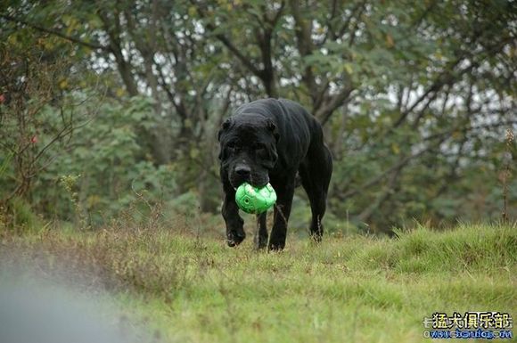 盘点十大帅气猛犬你值得拥有,十大猛犬排名加纳利