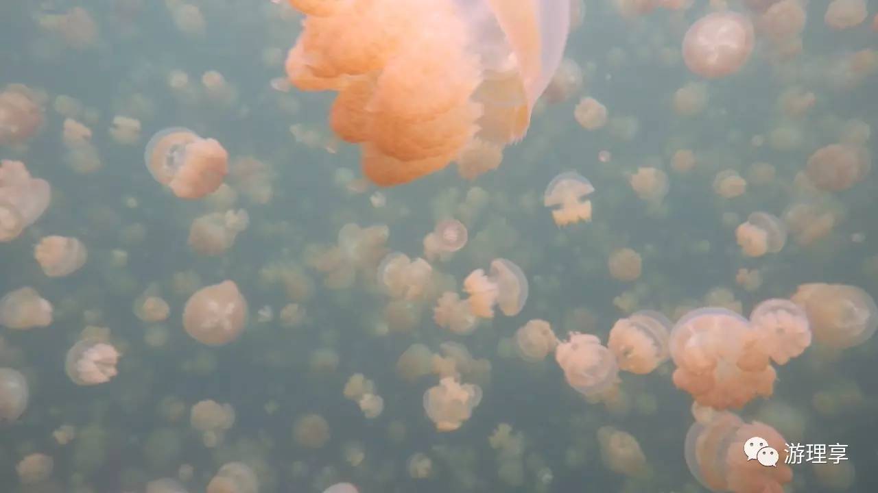 美丽的海岛帕劳风景,帕劳旅游攻略海岛