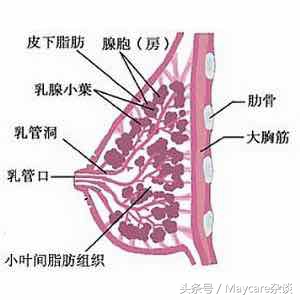 乳腺结节不治是什么结果,猫咪乳腺增生不治会怎么样