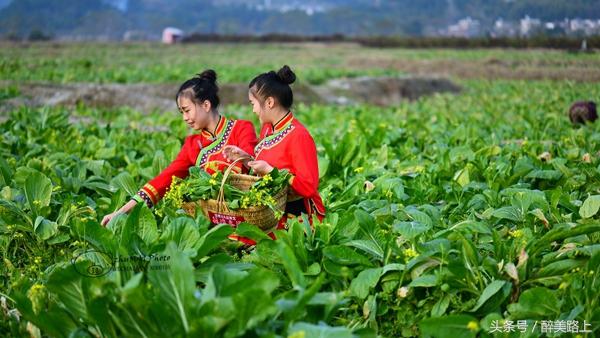 连州菜心拍卖最高价,至尊连州菜心什么价