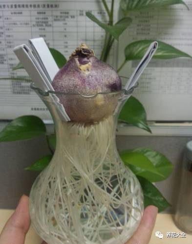 风信子的球茎烂了还能补救吗,风信子球上的新芽怎么处理