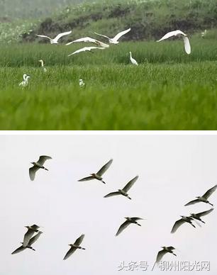 柳城有个“贝尔加湖畔”，作为柳州人你晓得吗？