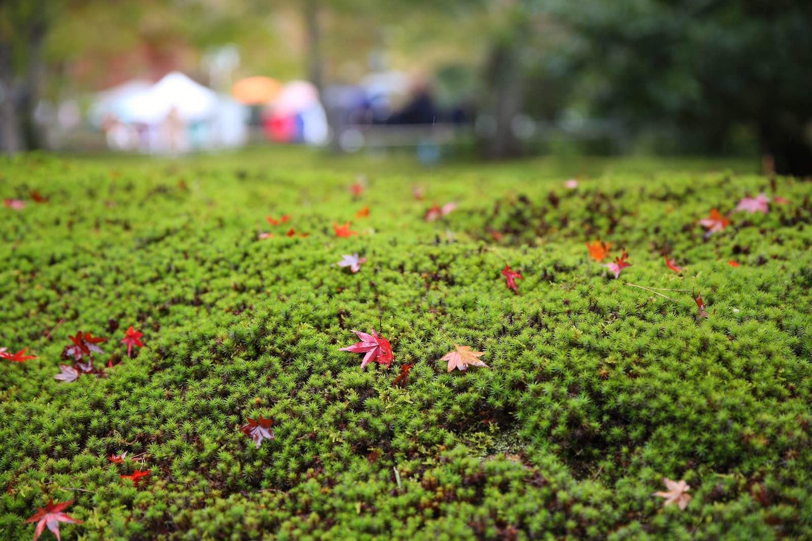 关西温泉六日游,大阪关西机场温泉