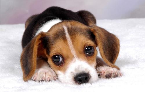 未满月的狗狗大便稀,狗狗喝水多大便稀