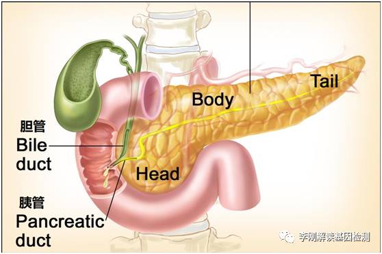 乔布斯几岁死于胰腺癌,乔布斯为什么不治胰腺癌