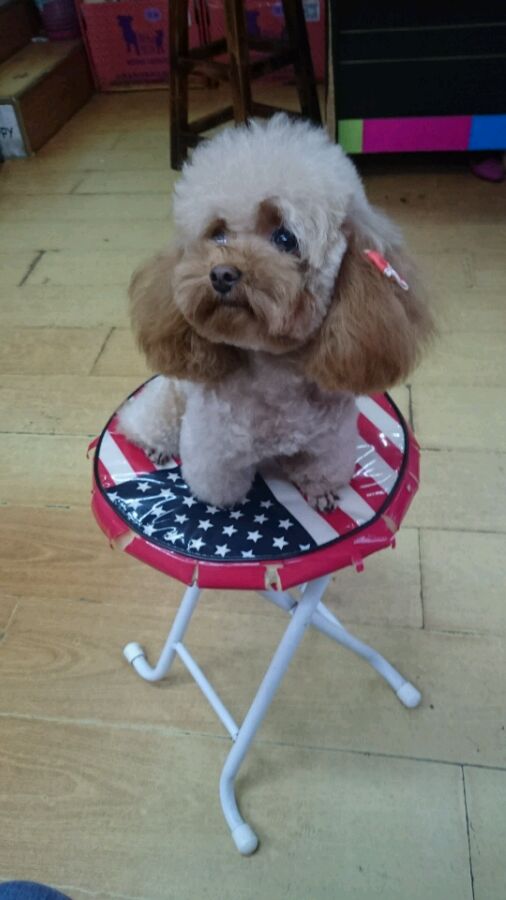 泰迪怀孕了会变得很瘦吗,泰迪怀孕后期为什么特别瘦