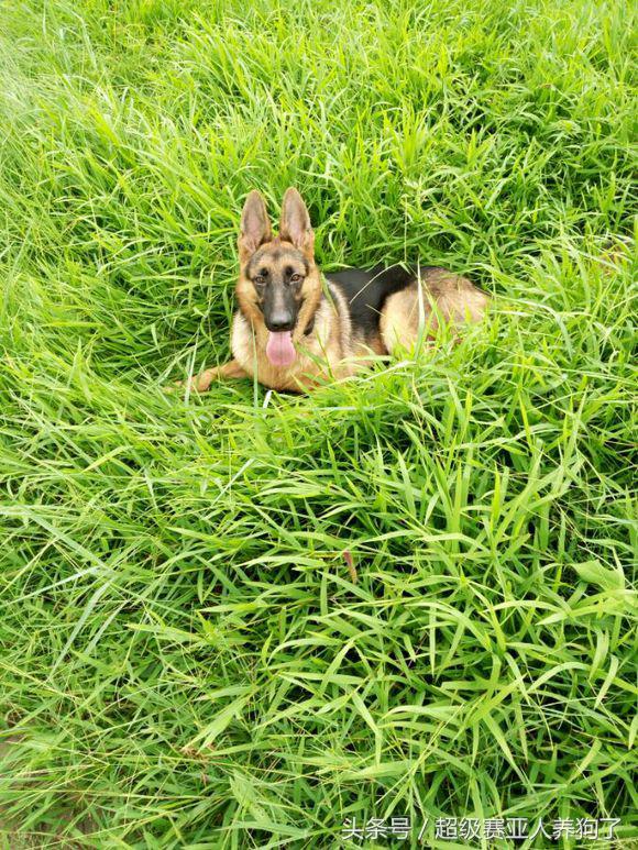 新手养德牧入门必备攻略,德牧的饲养和训练