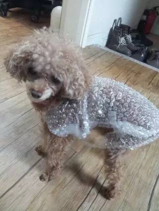 给狗狗洗澡的方法简单易学又省钱,学会这一招让狗狗乖乖听话