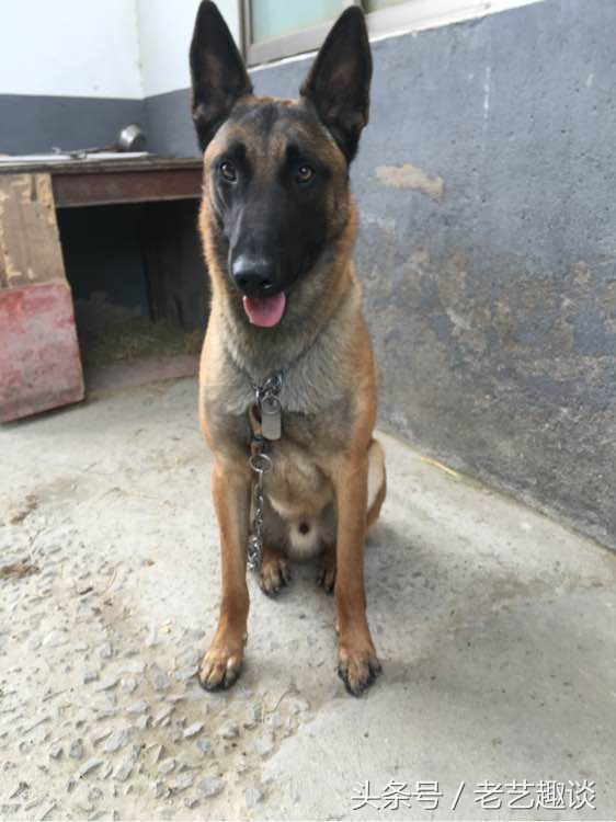 泰迪被咬的位置毛变色了,2个月泰迪刚到新家咬到手腕破皮