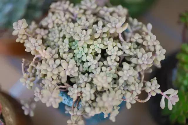 闇插彴澶氳倝鑺卞洯椁愬巺,澶氳倝妞嶇墿椁愬惂