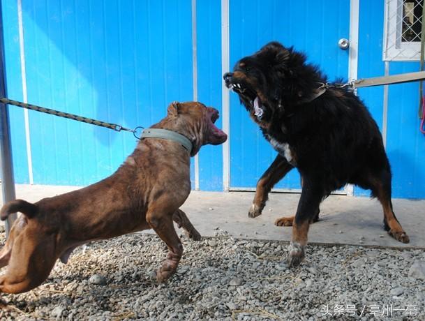 顶级原生态藏獒,盘点猛兽藏獒