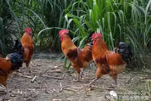 适合富人的18个创业项目养殖生意,养殖行业最赚钱的项目是哪个