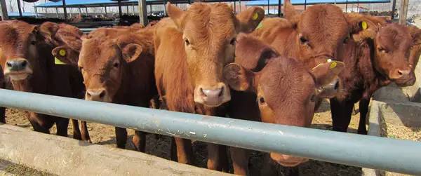 中年妇女转行年赚100万,这次重新创业能有收获吗