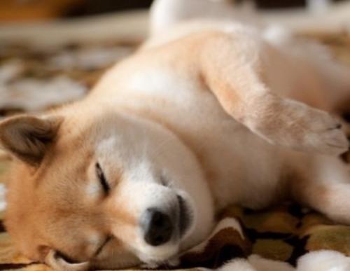 未满月的狗狗大便稀,狗狗喝水多大便稀