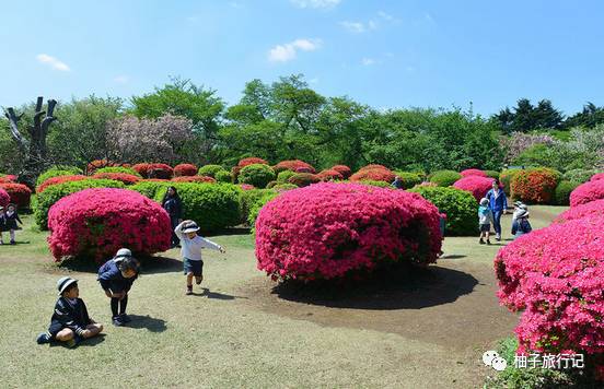 樱花旅行记全集视频,日本樱花7日游攻略大全