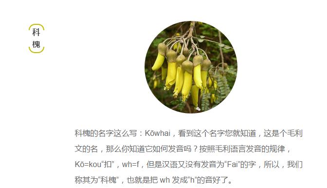 关于新西兰的人文地理知识,新西兰植物