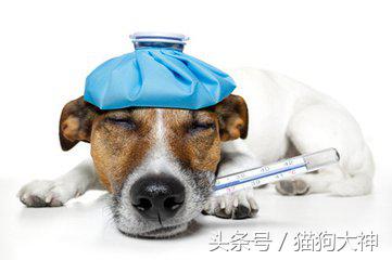 去宠物医院检测,宠物医院给狗狗量体温的方法