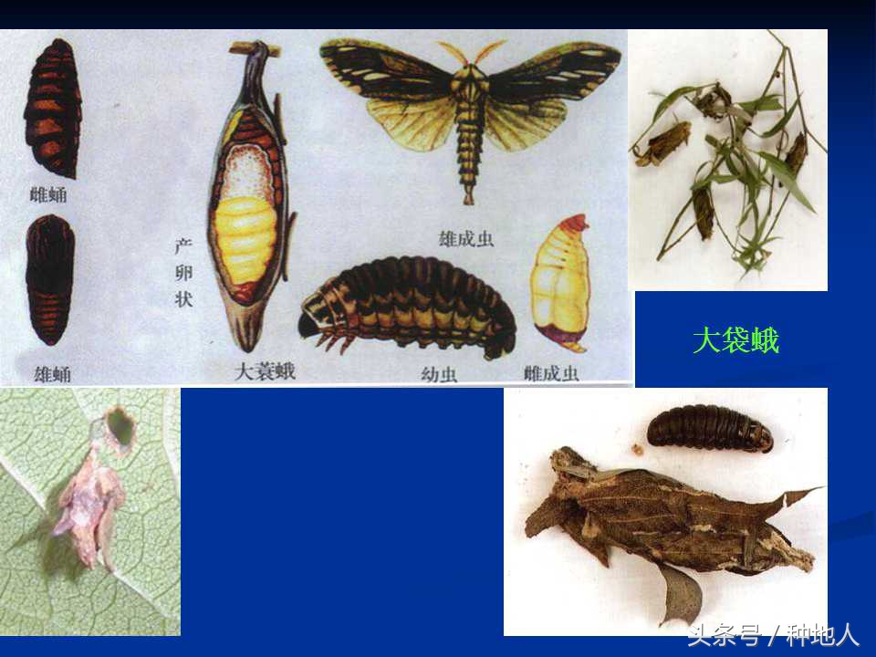 会吃叶子的虫子有哪些,哪些虫子爱吃树叶虫