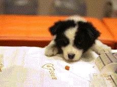 狗粮测评进口粮,狗粮评测报告