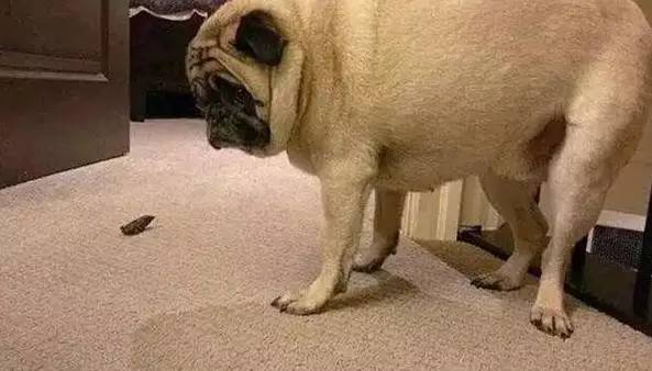 鍋氬畬鍧忎簨灏辫窇鐨勭嫍,鍋氫簡鍧忎簨瑁呭偦