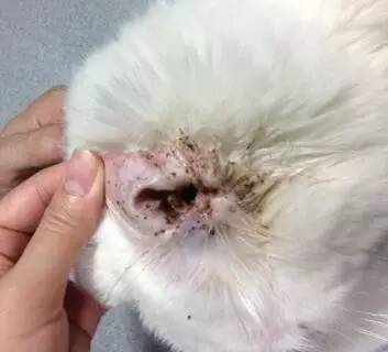 狗狗不停的摇头晃脑打喷嚏,狗狗摇头晃脑走路不稳怎么回事