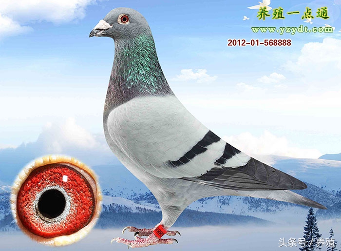 鸽经最佳种鸽的十项标准,饲养鸽子的经验之谈