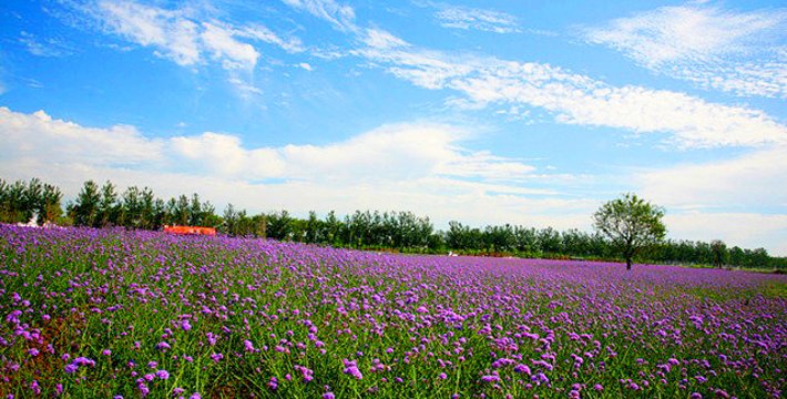 中国最大的薰衣草庄园,世界最漂亮的薰衣草庄园图片