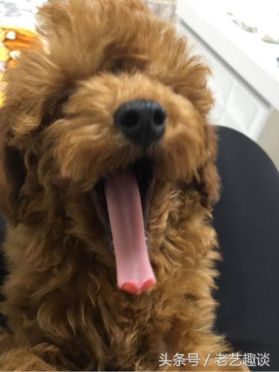 泰迪眼睛被咬处理方式是什么,泰迪被咬的位置毛变色了