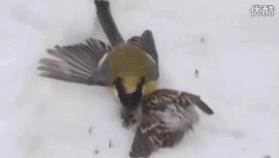 鸟界平头哥，传说中的“食脑狂魔”、“僵尸鸟”，霸气侧漏！