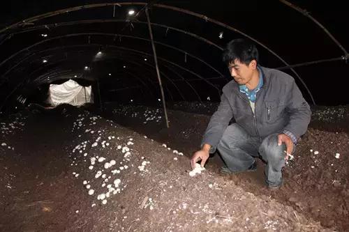 致富好项目有哪些,致富有啥好点子