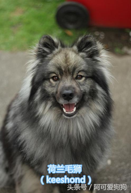 超级好看的大耳狗,短尾立耳狗