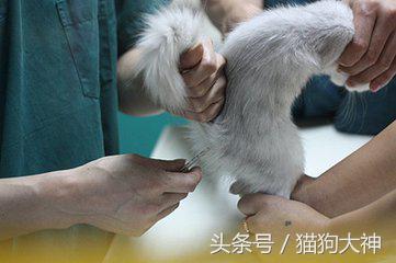 去宠物医院检测,宠物医院给狗狗量体温的方法