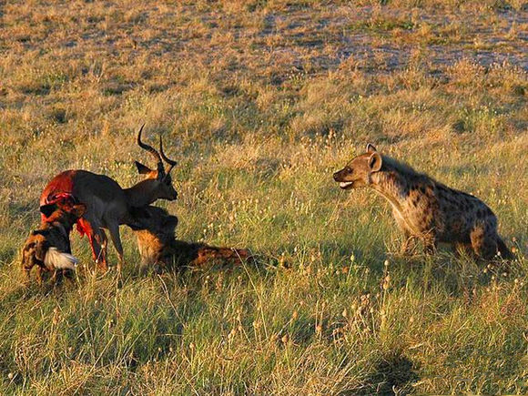 鸟界平头哥，传说中的“食脑狂魔”、“僵尸鸟”，霸气侧漏！