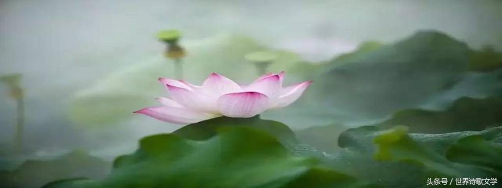 诗歌大赛第一名的诗,第一季诗词大赛