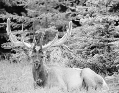 鹿常见病有哪些,鹿的几种常见疾病的防治方法