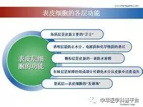 每天都在洗,皮肤这道“城墙”是怎样建成的