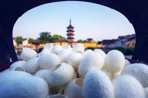 徐可扬州,徐可温州