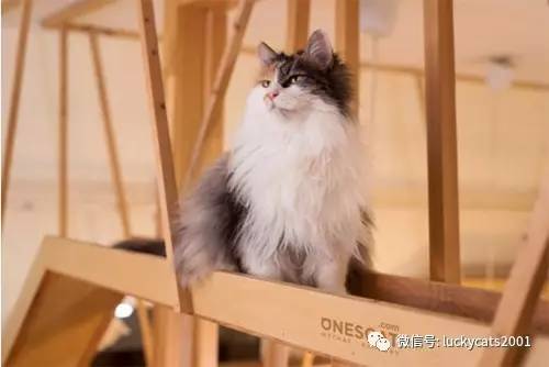 会拍猫的都是好小伙｜你说这些猫咪这么美，我说是的！