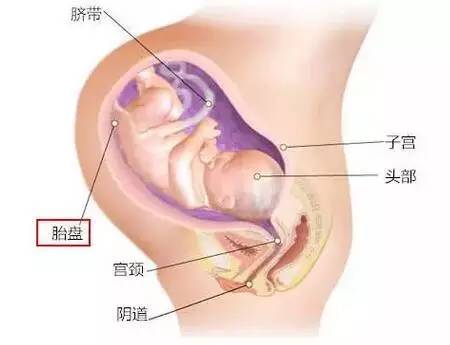 真能下得了口？宁波有人要吃胎盘进补！网友：陋习下的迷恋啊