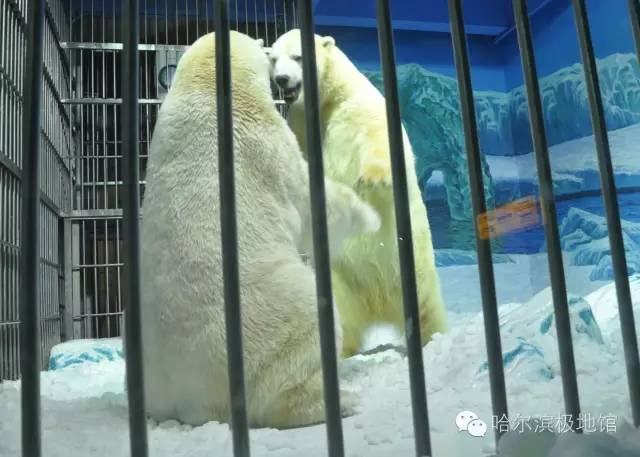 哈尔滨公交卡的优惠政策,哈尔滨公交卡1000元太多怎么办