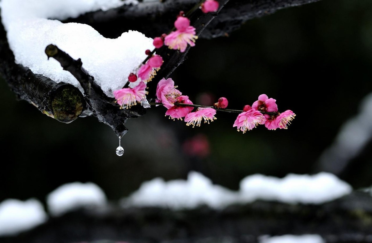 一枝梅经典诗词大全,诗词赏析一缕幽梦几丝愁