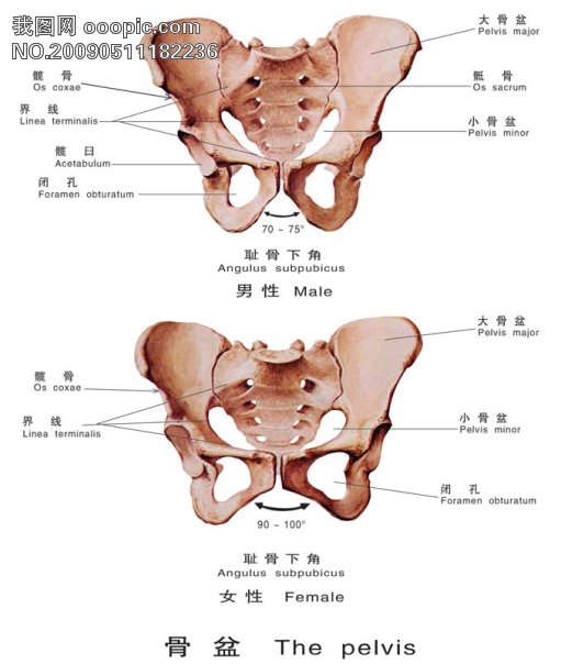 骨盆矫正手法,骨盆矫正手法不正确会歪吗