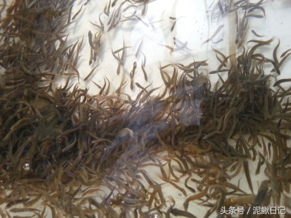 养泥鳅的基本知识有哪些内容,养泥鳅十大忠告