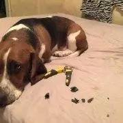 鍋氬畬鍧忎簨灏辫窇鐨勭嫍,鍋氫簡鍧忎簨瑁呭偦