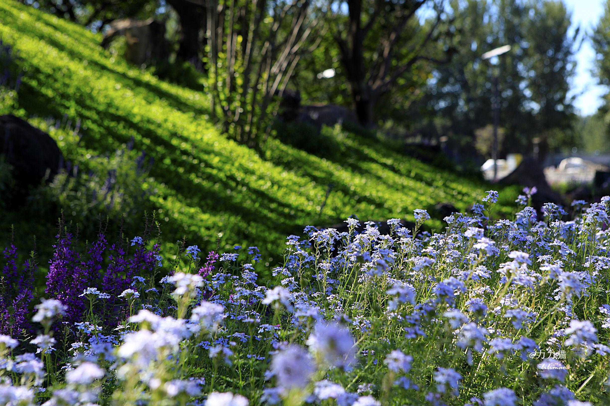 罗红摄影艺术馆蛋糕价格,罗红艺术馆黑天鹅蛋糕