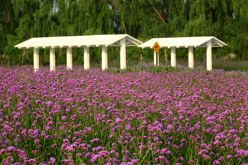 中国最大的薰衣草庄园,世界最漂亮的薰衣草庄园图片