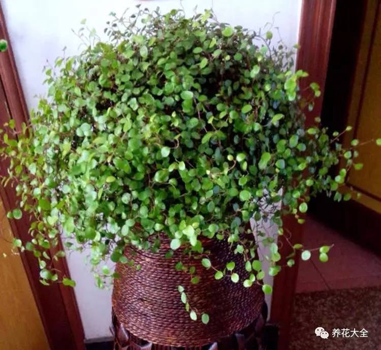 吊兰的种类有哪些哪种适合室内养 (10种公认最好养的花吊兰)