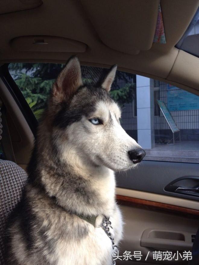 哈士奇易患的五大疾病，为了二哈的安全铲屎官们都进来看看吧！