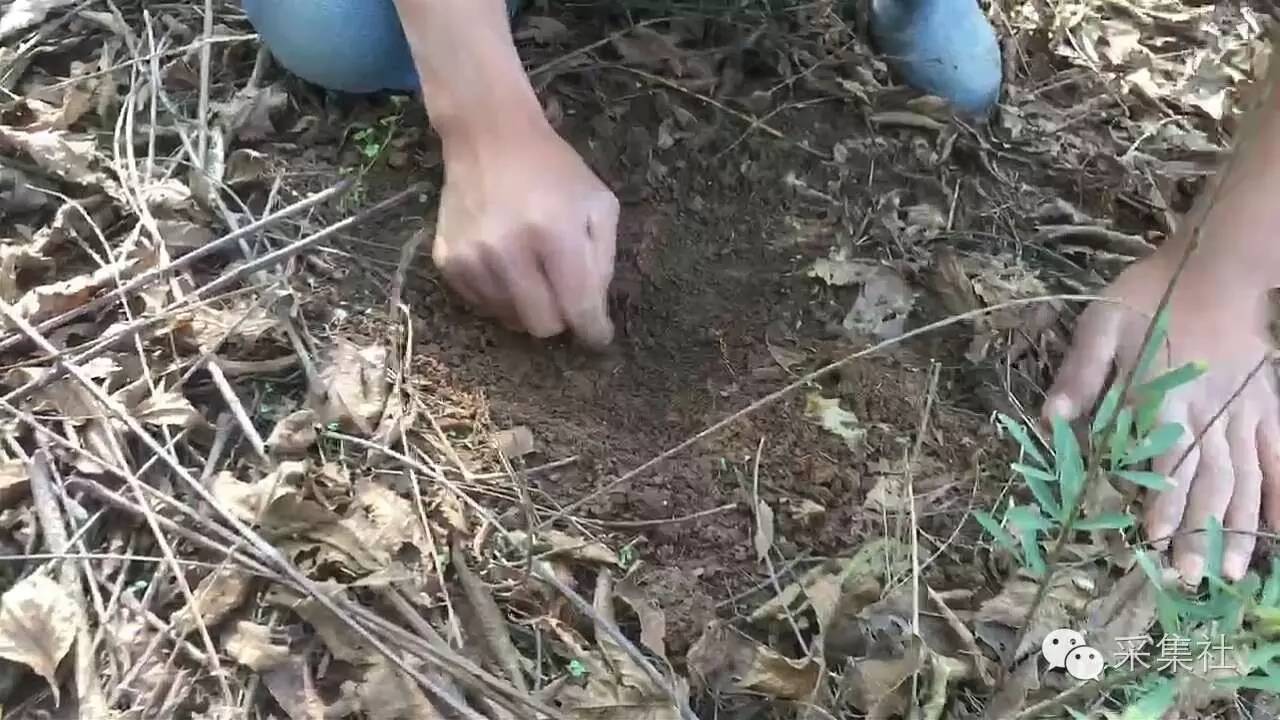 如何在野外布置老虎夹，想要捕到腊物，里面的学问多着呢